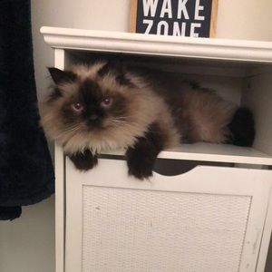 Meet your Posher, Annika